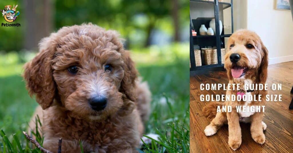 How Much do Goldendoodles Weigh?
