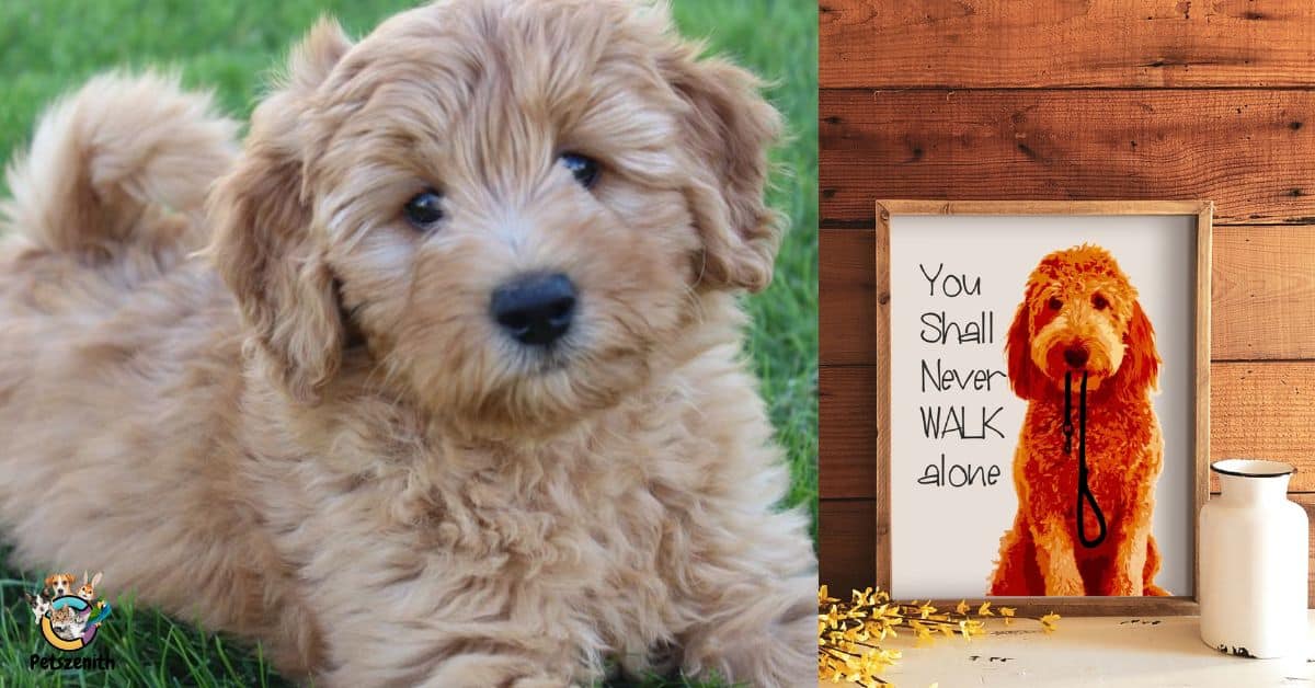 When Do Goldendoodles Stop Growing?