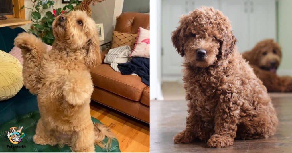 Are there any benefits to getting a Goldendoodle Halloween costume?