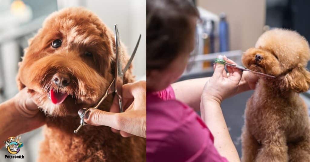 Goldendoodle Poodle Cut