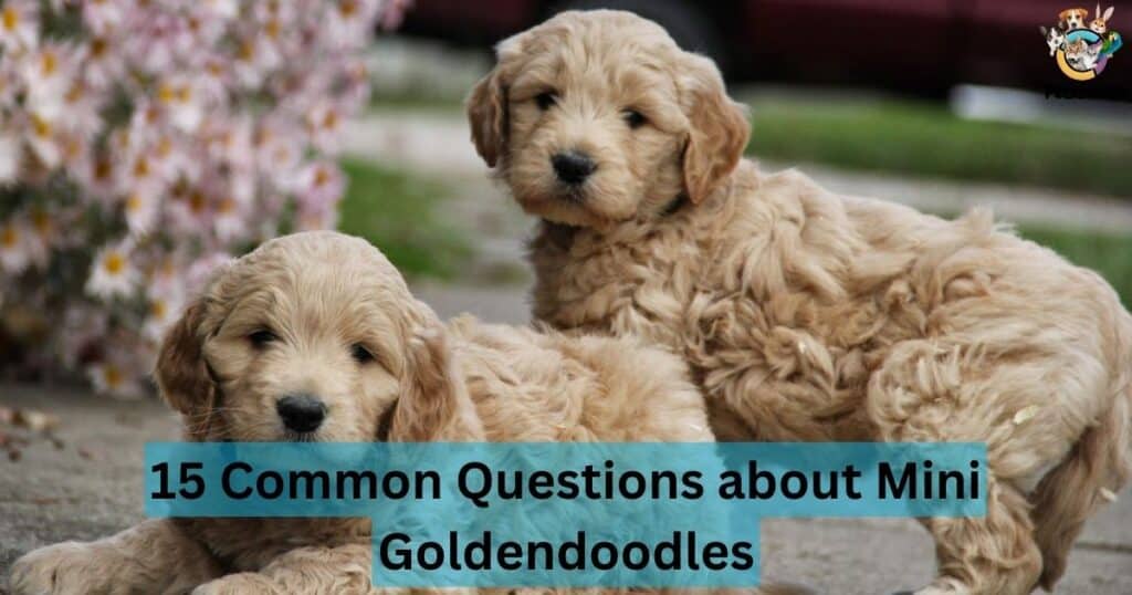 15 Common Questions about Mini Goldendoodles