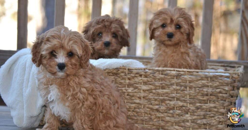 15.  Do Mini Goldendoodles get along with other dogs?