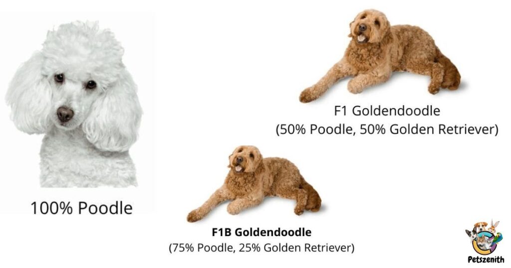 2.  What is the difference between a F1, F1b, and F2 Mini Goldendoodle?