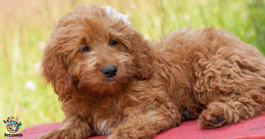 A Goldendoodle Straight Hair Does Not Have The Cu locus Gene.