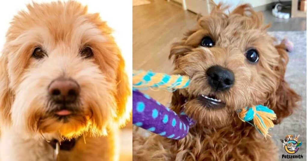 A Flat-Hair Goldendoodle Will Look Less Like A Poodle