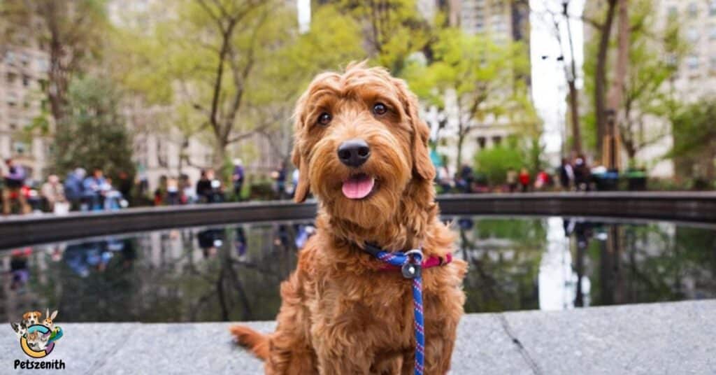 A dinosaur golden doodle Halloween costume