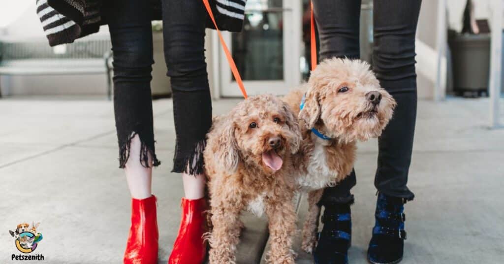 Are Goldendoodles Better in Pairs?