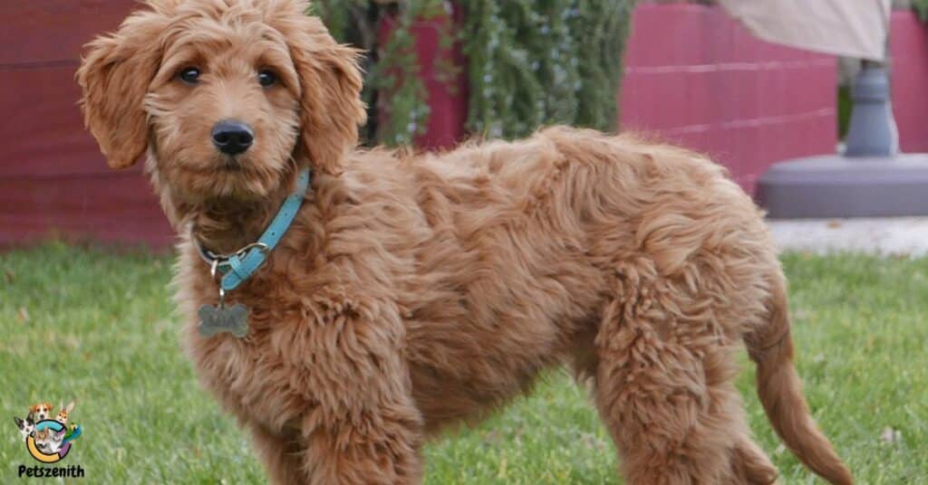 Temperament of the Mini Goldendoodle