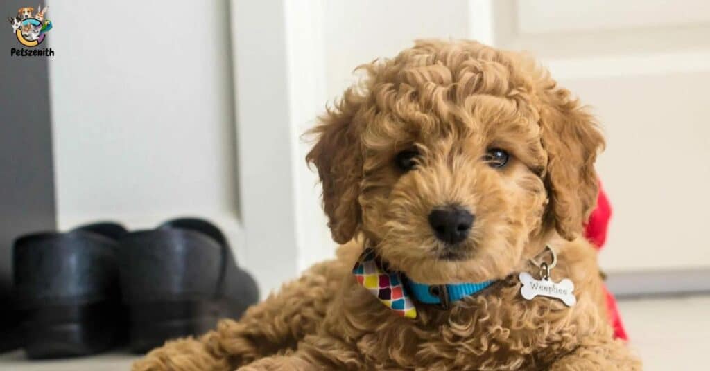 Are There Other Factors That Can Influence My Goldendoodle’s Coat Changing Color?