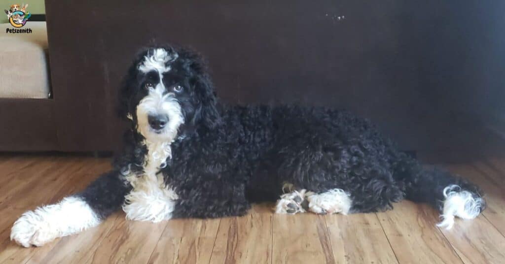 Black Tuxedo Goldendoodle