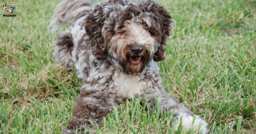 Chocolate Merle Goldendoodle