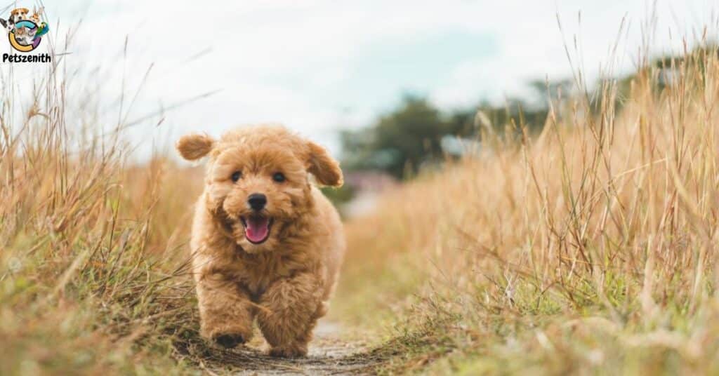 Curly-Coated Goldendoodles