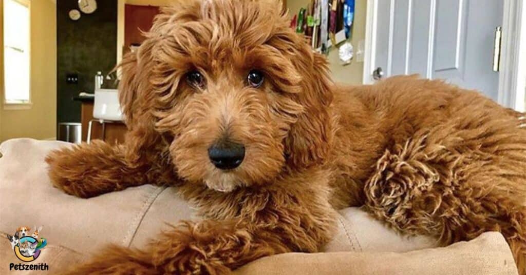 Ethics in Goldendoodle Breeding