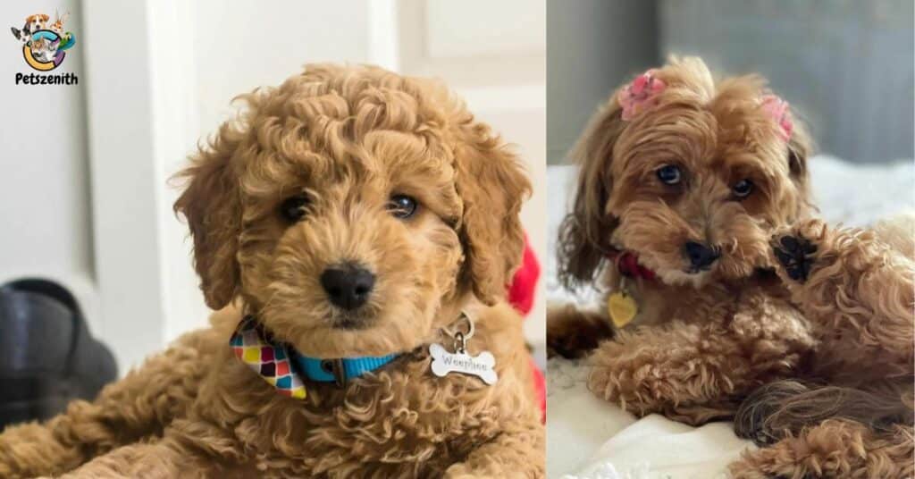 Facts About Goldendoodle Straight Hair You Should Know