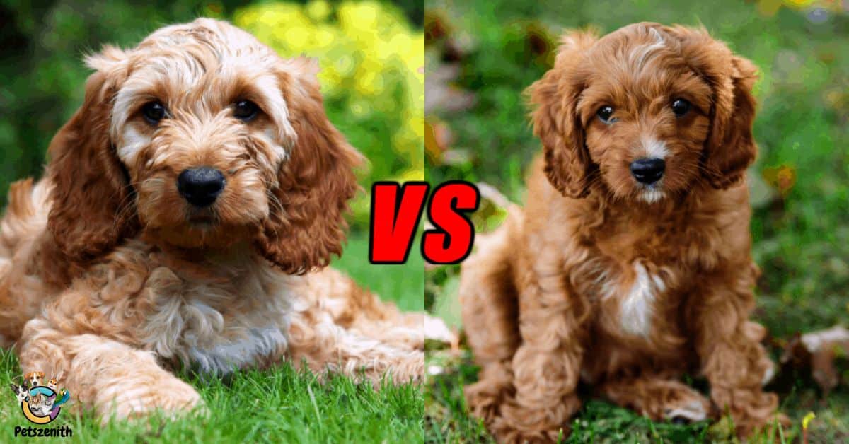 Full Grown Miniature Goldendoodle: How Big Do They Get?