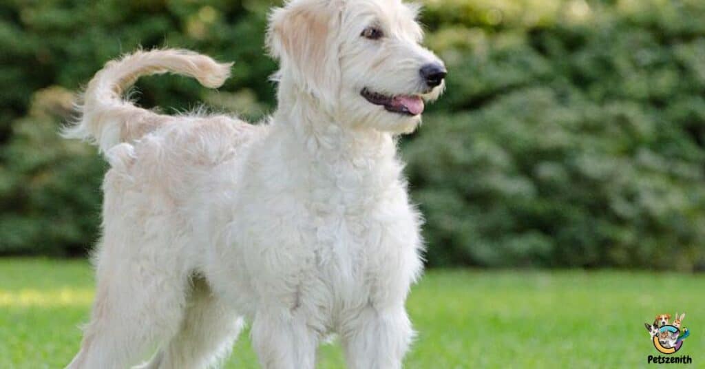 Goldendoodle Kennel Cut