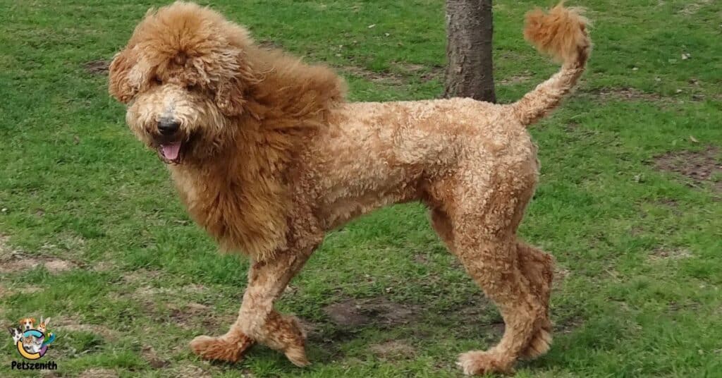 Goldendoodle Lion Cut