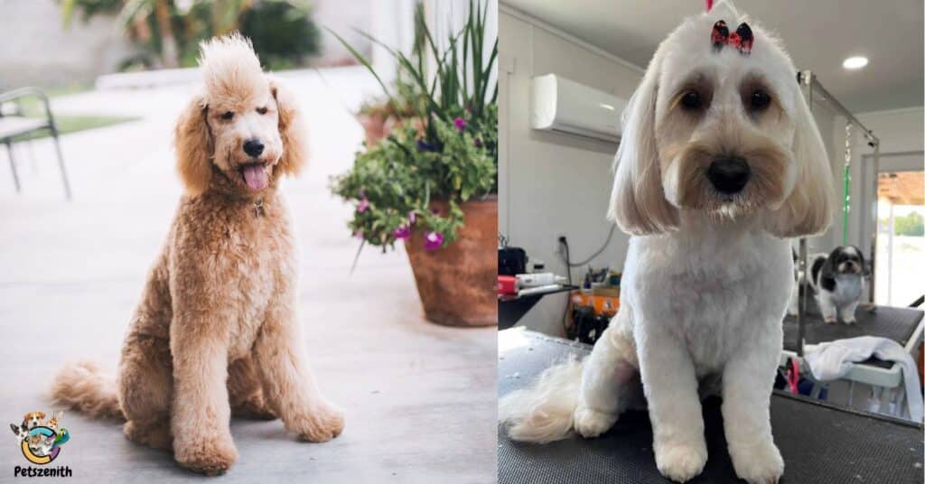 Goldendoodle Mohawk Cut