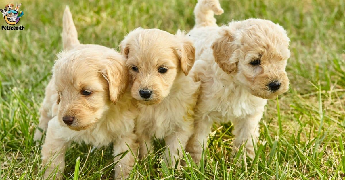 Goldendoodle Puppy Coat Transition The Ultimate Guide