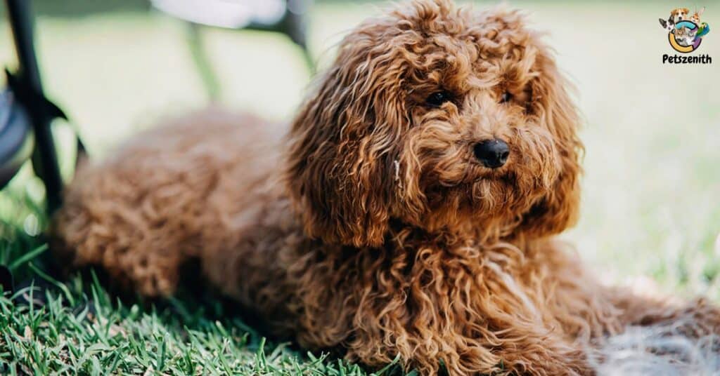 Goldendoodle Straight Hair Is Easier To Groom