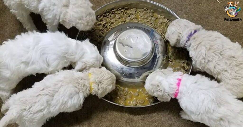 How much do Mini Goldendoodles eat?