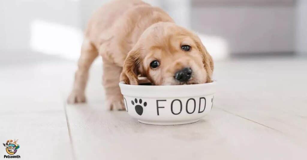 How much dog food should a Goldendoodle eat?