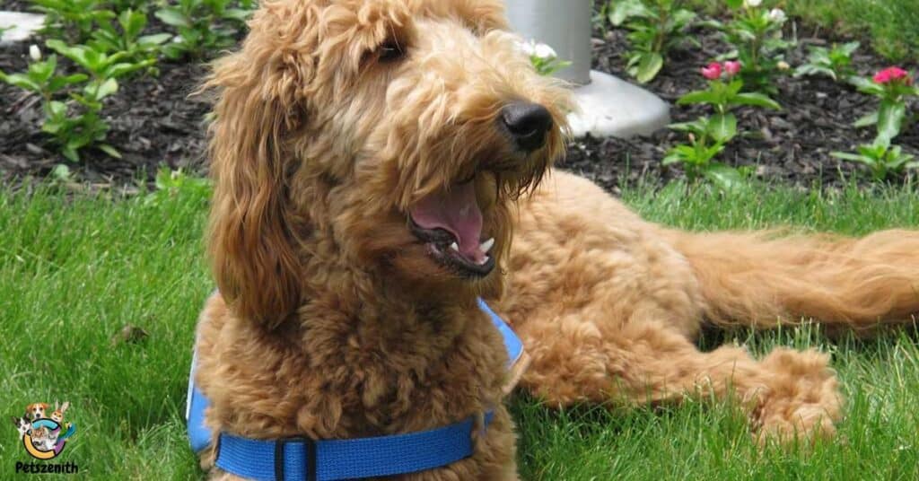 Medium Goldendoodle Size Full Grown