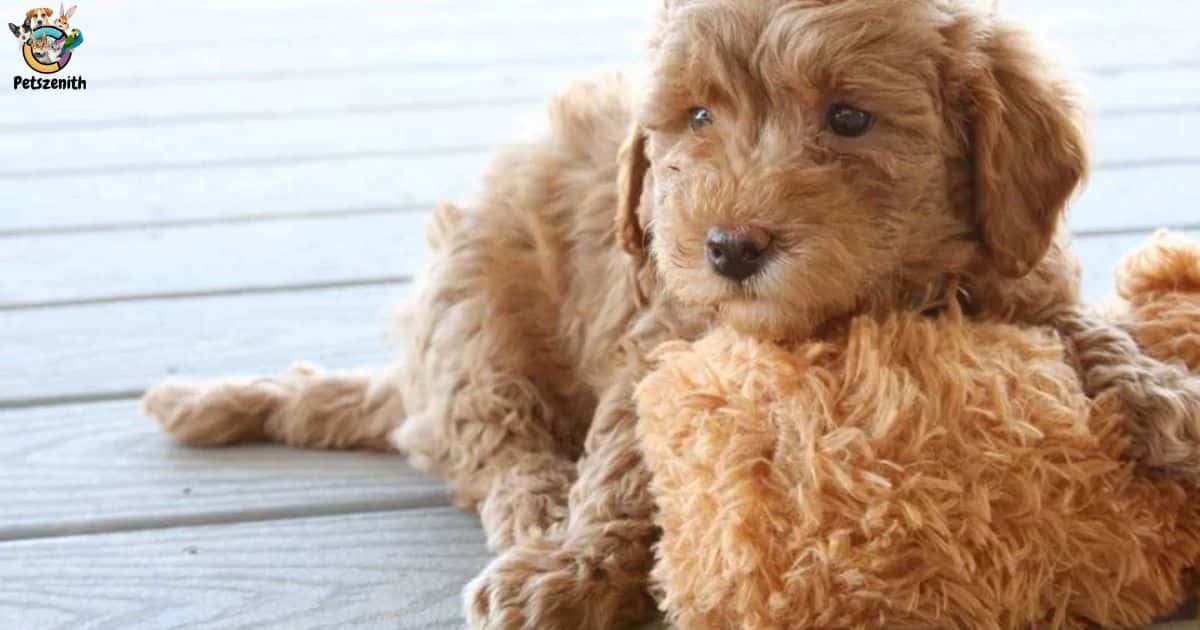 Mini Goldendoodle Full Grown