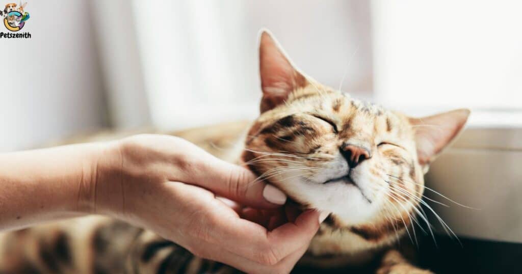 Reasons Your Cat May Make Gulping Sounds While Purring