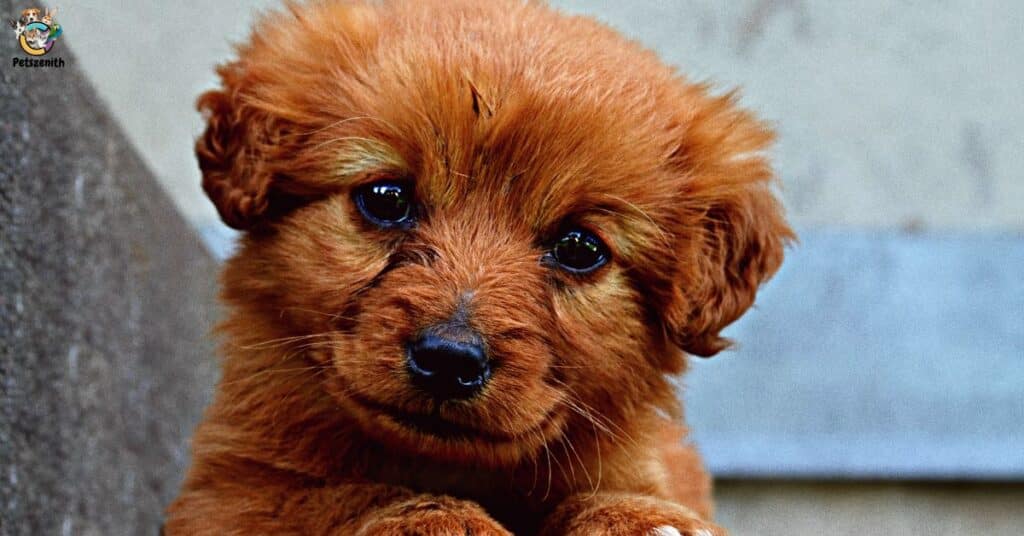 Red Goldendoodle