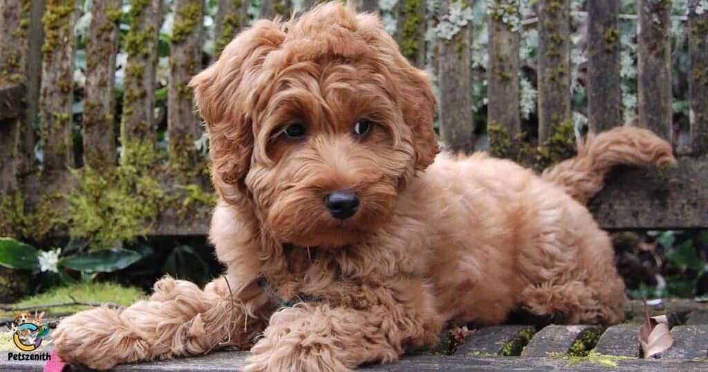 Standard Goldendoodle