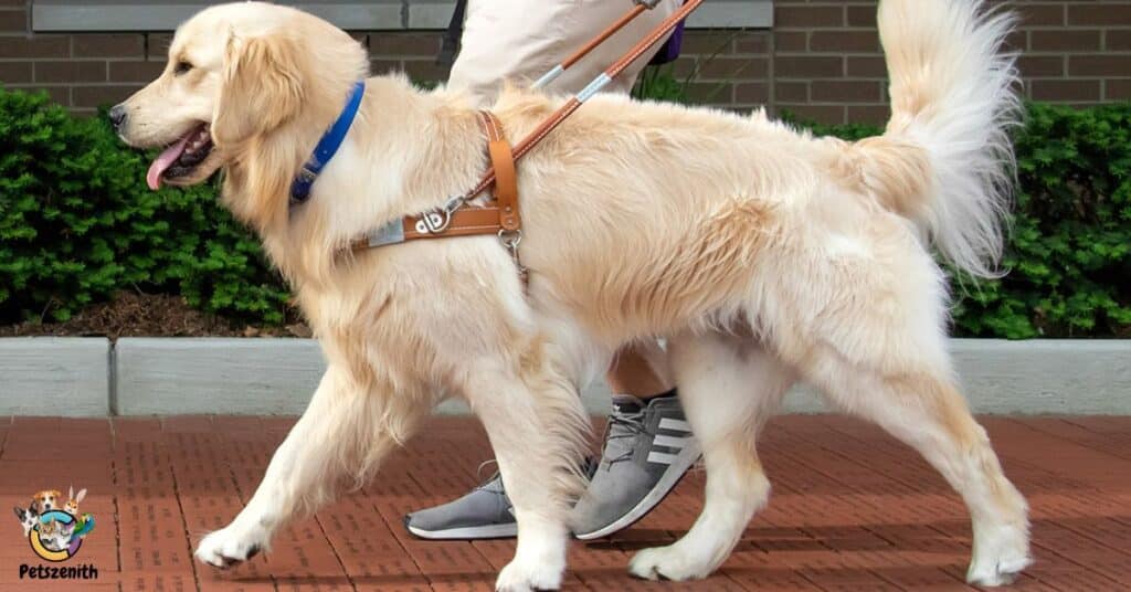 Popular Types of Goldendoodle Harnesses