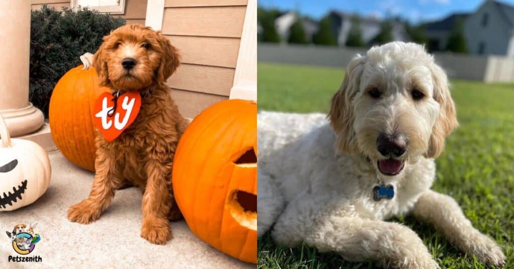 Trick-or-Treat Ready: 10 Adorable Goldendoodle Halloween Costumes