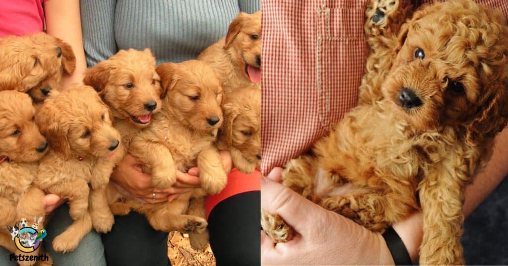 How Long Do Mini Goldendoodles Live?