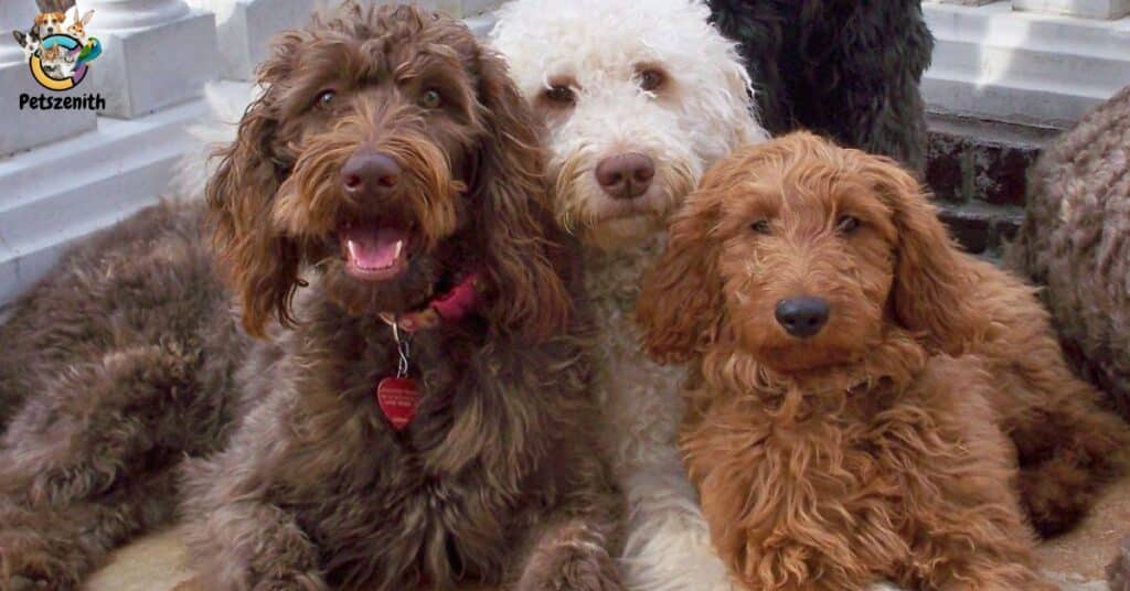 How Long Do Mini Goldendoodles Live?