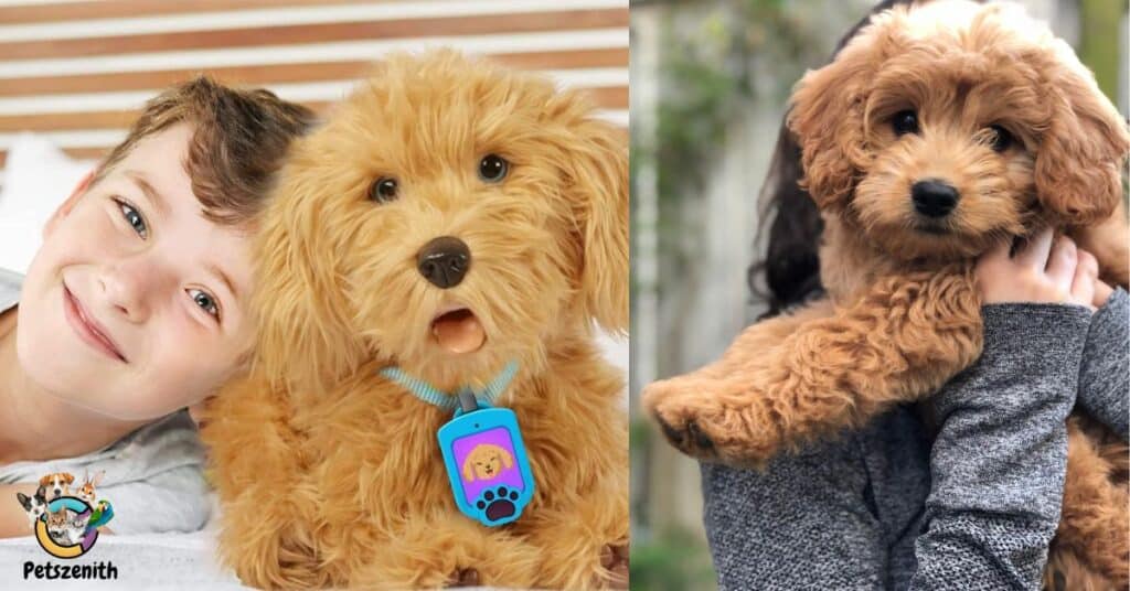 Apricot Color Goldendoodle: Surprising Things You Didn’t Know