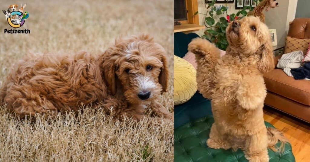 Apricot Color Goldendoodle: Surprising Things You Didn’t Know