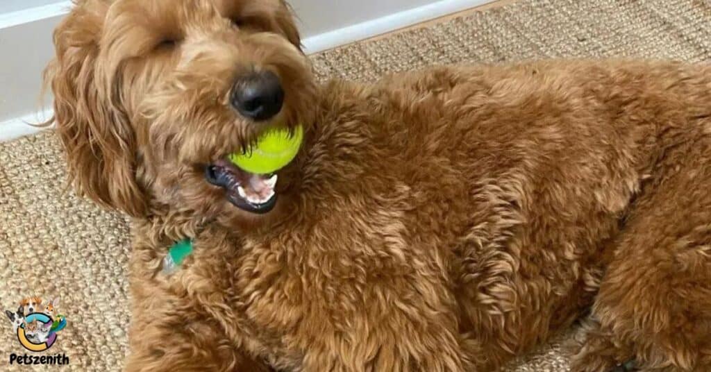 Apricot Color Goldendoodle: Surprising Things You Didn’t Know