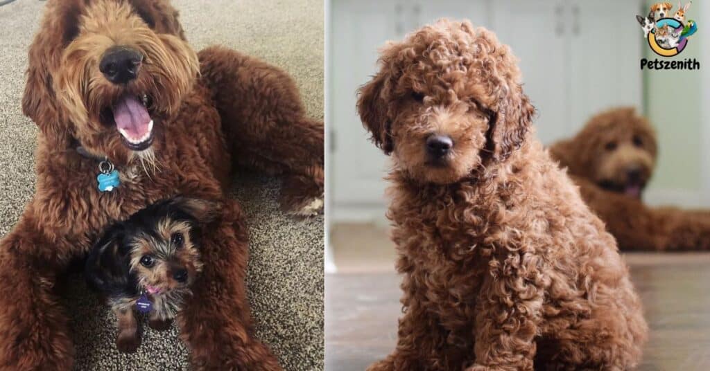 Apricot Color Goldendoodle: Surprising Things You Didn’t Know