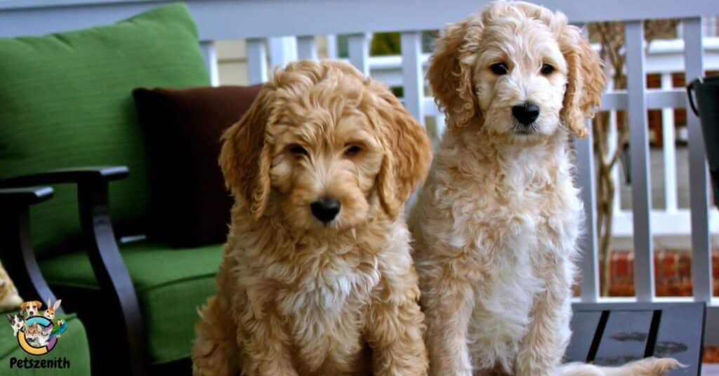 Apricot Color Goldendoodle: Surprising Things You Didn’t Know