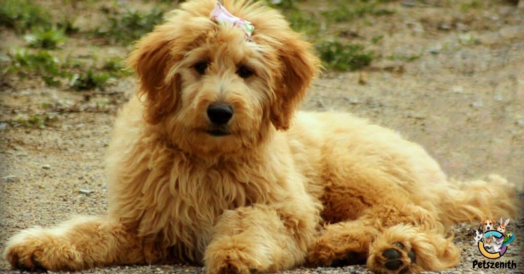 Apricot Color Goldendoodle: Surprising Things You Didn’t Know