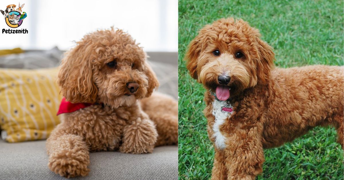 How Long Do Mini Goldendoodles Live?