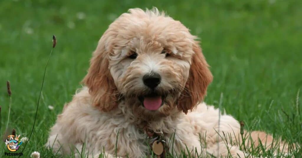 Full Grown Mini Goldendoodle Size