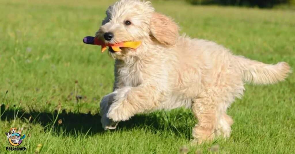 Mini Goldendoodle Full Size