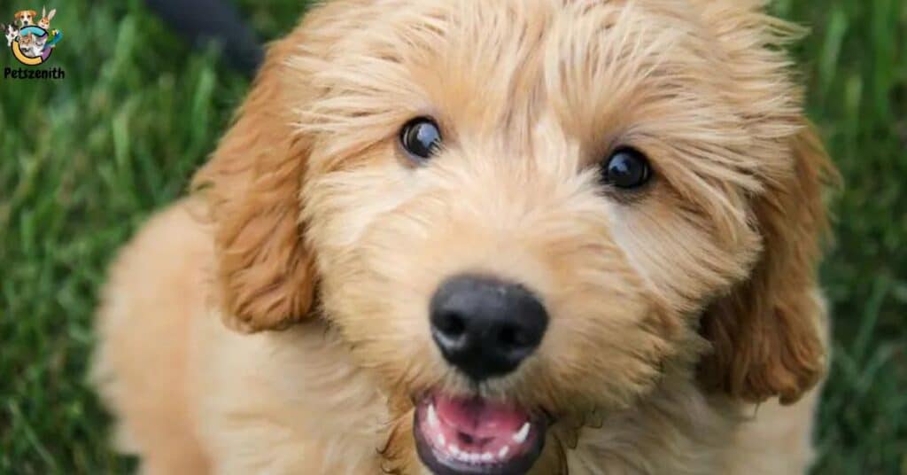 When Does The Goldendoodle Lose Its Puppy Coat?