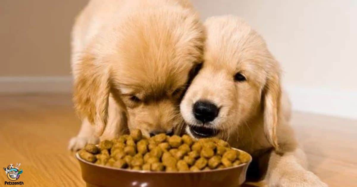 When to Switch from Puppy Food to Dog Food Goldendoodle?