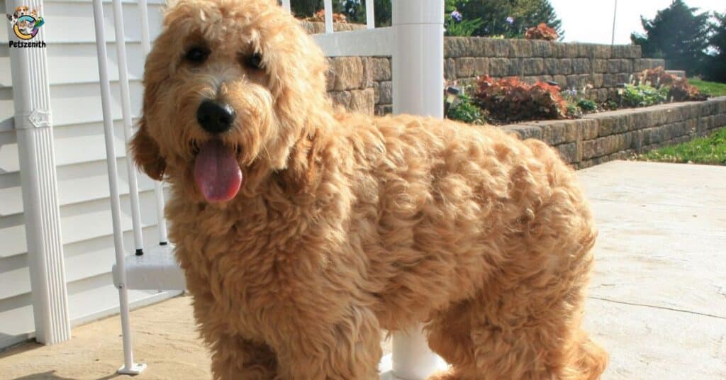 Yellow Goldendoodle