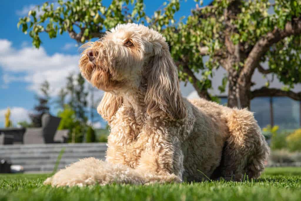 Are there any benefits to getting a Goldendoodle Halloween costume?