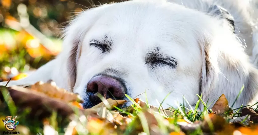 Possible Meanings of Dreaming About a White Dog