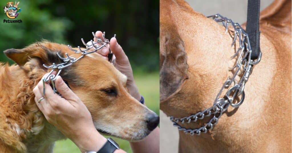 How to use a prong collar